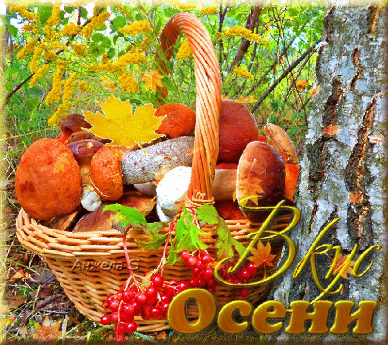 Картинки доброго утра осенние с грибами. Открытки осень. красивые осенние открытки. открытки осень золотая. прекрасной осени открытки.