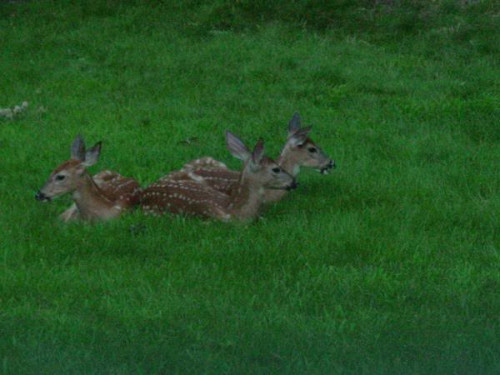 3fawns 2