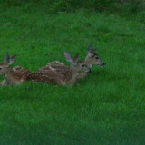 3fawns-2