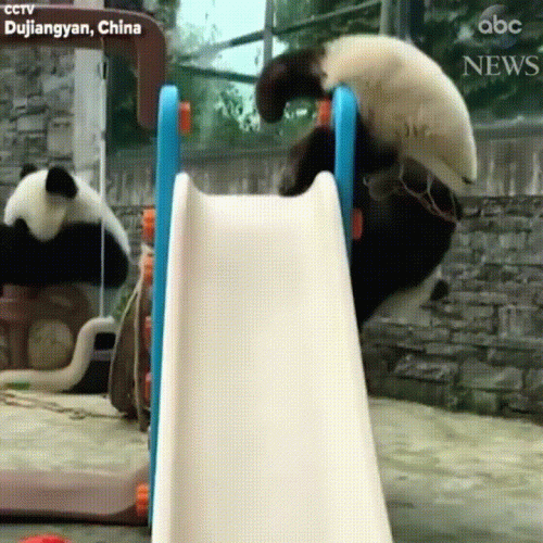 Adorable panda sisters rewrite the rules of basketball!