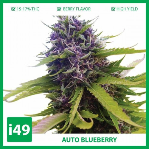 "Buy this strain for a potent, resinous plant that has an amazing fruity taste.

You can enjoy 10 weeks from seed to harvest from this auto feminized strain."

https://weed-seeds.ca/product/auto-blueberry-feminized-seeds/