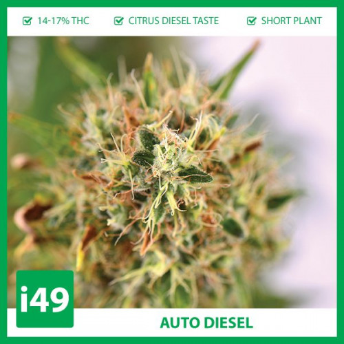 Considered a fairly stable and reliable strain. Even if you grow multiple plants, you’ll generally find that their size, appearance and yields should be pretty similar across the board.

https://weed-seeds.ca/product/auto-diesel-fem/