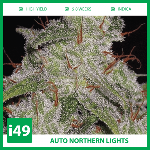 Auto-Northern-Lights-Strain..png