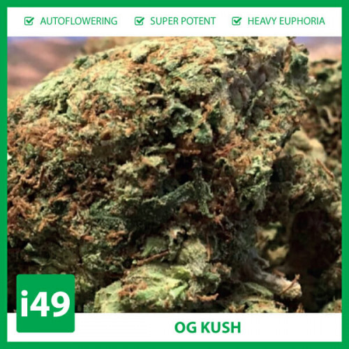 Auto OG Kush strain is a stress relief Indica-hybrid that typically brings on euphoria for users. It is best for expert growers growing indoors but can be grown outdoors and harvests in Early October.
https://weed-seeds.ca/product/auto-og-kush-feminized-seeds/