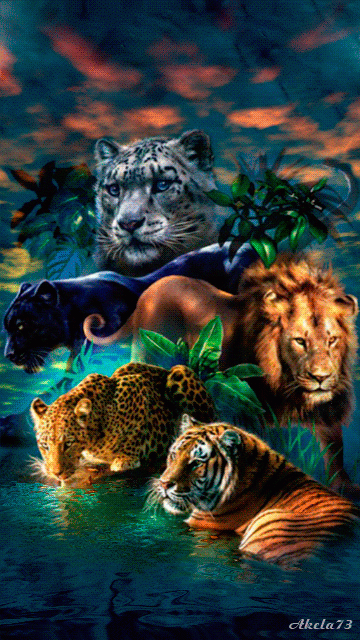 BIG-CATS-GIF.gif