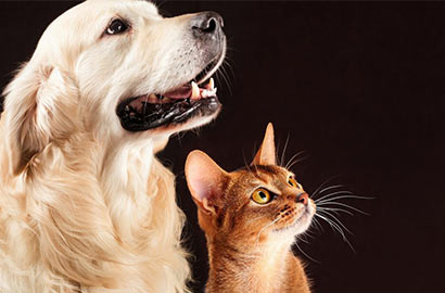 Bark--Meow--Anti-rabies-vaccine---P149P300-410-a.jpg