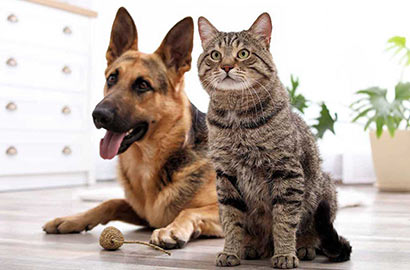 Bark--Meow--Anti-rabies-vaccine---P149P300-410-b.jpg