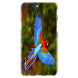 BeautifulParrot2374a