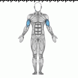 Biceps