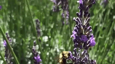 Bumble Bees Loves lavender