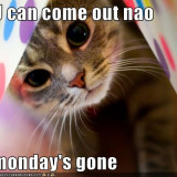 CAT-MONDAY-GONE