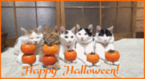 CATS-HAPPY-HALLOWEEN.gif