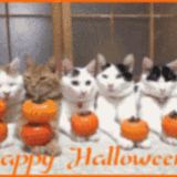 CATS-HAPPY-HALLOWEEN