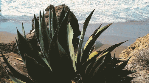 Cactus Cliff warp smaller