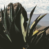 Cactus-Cliff-warp-smaller