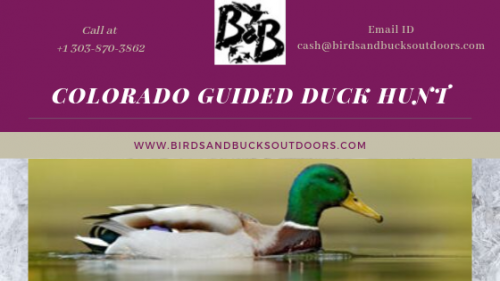 Duck Hunting is the perfect activity that can excite up the experience. If you are going to chase ducks for the first time in Colorado, then our Colorado Guided Duck Hunt administrations are here to help you and figure out how to get a wide number of ducks on your next hunting location.

https://www.birdsandbucksoutdoors.com/colorado-duck-hunting-guides/