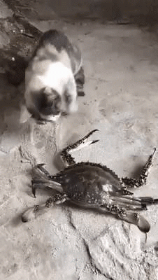 Crab vs Cat