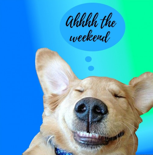 DOG-AHHHH-WEEKEND.jpg