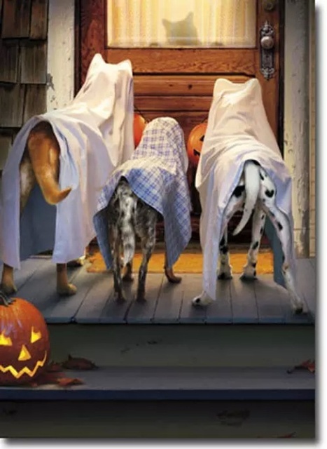 DOG-AND-CAT-HALLOWEEN.jpg