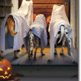 DOG-AND-CAT-HALLOWEEN