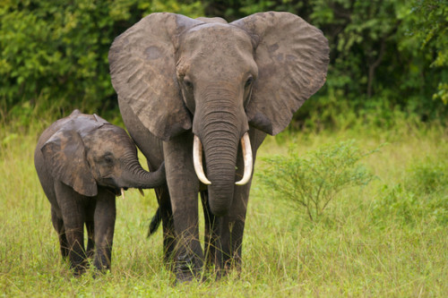 ELLIE-MAMA-AND-BABY-IN-WILD.jpg