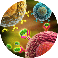 Abwiz Bio helps you with custom Phosphorylation antibody requirements for research and various applications. Browse our online portal to know more. https://www.abwizbio.com/