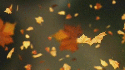 FALLING AUTUMN LEAVES