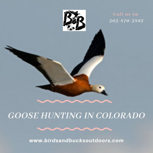 While each state has its very own different hunting standards and guidelines, therefore, it is worth to check rules on the official site. You will locate the reasonable guidelines that what weapons and blades are allowed for Goose Hunting in Colorado. You will enjoy this sport hunting in each perspective.

https://www.birdsandbucksoutdoors.com/colorado-goose-hunting-club/