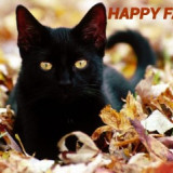 HAPPYFALLBLACKCATINLEAVES