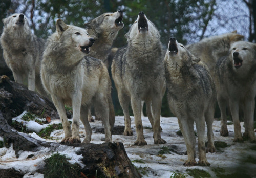 HOWLING PACK