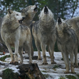 HOWLING-PACK