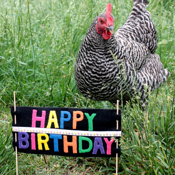 С днем рождения курица. Курица поздравляет с днем рождения. Петушок поздравляет с днем рождения. Куры поздравляют с днем рождения. Открытки с др с курицей.