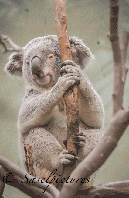 Koala copy