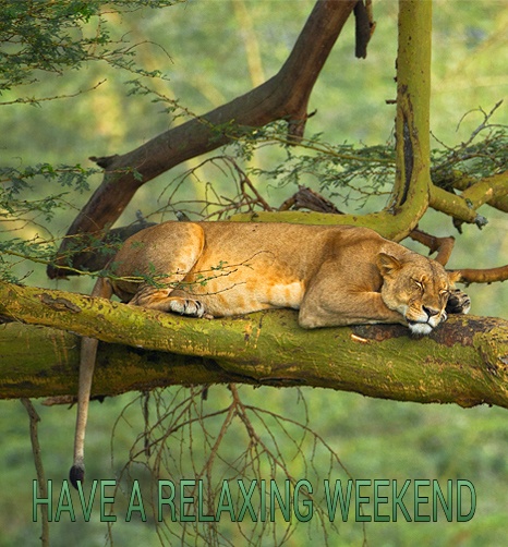 LIONESS-RELAXING-WEEKEND.jpg