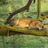 LIONESS-RELAXING-WEEKEND