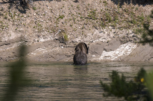 Mammoth Lakes is a natural habitat for black bears, but people can visit the area safely. Here's what you need to know about bear safety in Mammoth Lakes.
For More Details Please Click Here:
https://asomammoth.com/mammoth-lakes-black-bears/