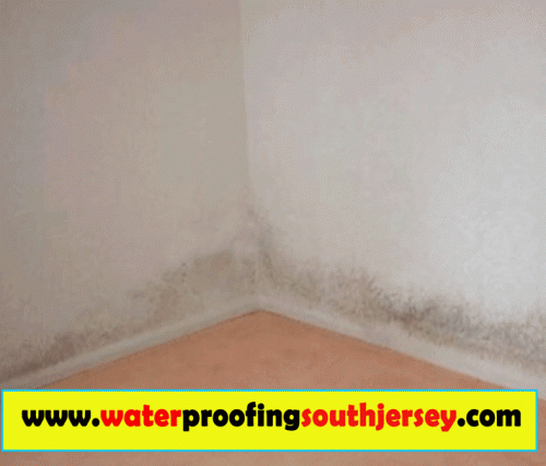 This makes working with Mold Remediation NJ experts crucial as quickly as the trouble is identified. It helps to look for remediation solutions when there are signs of mustiness and mildew. Mold can compel a specific to change a couch and even a carpeting, but it can be worse when health issues kick in. Mold growth can be a major problem. This is because it can result in residential property damages besides increasing the threat of health issues to everyone who stays there. Browse this site http://waterproofingsouthjersey.com/new-jersey-mold-remediation/ for more information on Mold Remediation NJ.
Follow Us : https://goo.gl/GFvaIY
https://goo.gl/Kg39yu
https://goo.gl/2aRI7S
https://goo.gl/wfKoB1
https://goo.gl/ZNK2tE