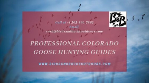 If you love adventure and need to know what chasing standards and guidelines you have to pursue, then, plan a goose hunting trip in Colorado. Professional Colorado Goose Hunting Guides have revealed that goose can be killed by any humane means. Take your chasing skills to the next level!

https://www.birdsandbucksoutdoors.com/colorado-goose-hunting-guides/