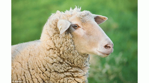 Raw-Sheep-Milkb557180cd22c8080.gif