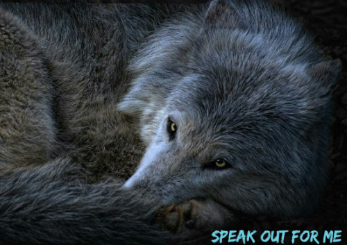 SPEAK OUT FOR ME WOLF