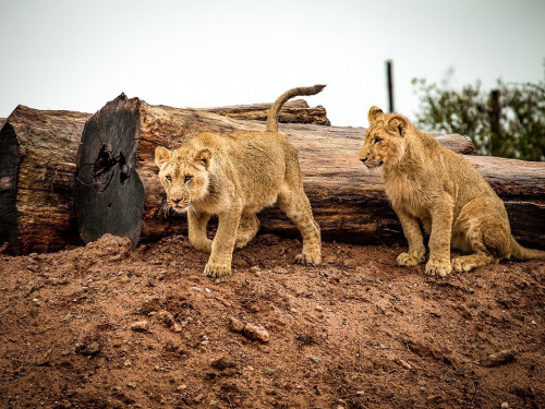 SUBADULT LIONS
