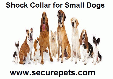 Shock collar for small dogs helps you train them in a better way. With lots of features, we have some of the amazing pieces that you will want your hands on. Visit us at : http://www.securepets.com/SmallDogShockCollar.html
Dial 888-538-7521 for more info.