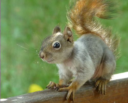 SquirrelBaby1016x823.png