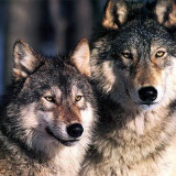 Wolves2