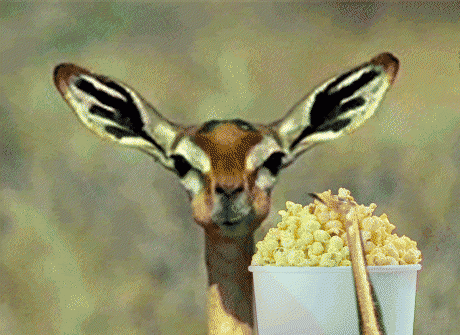 Animals 8 [1]