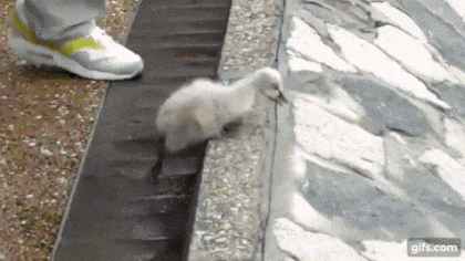 daily_gifdump_1270_10.gif