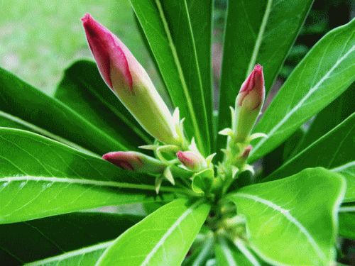 desert rose gif