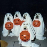 dog-halloween_zps1487f573