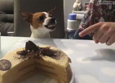 dog is angry but likes cake