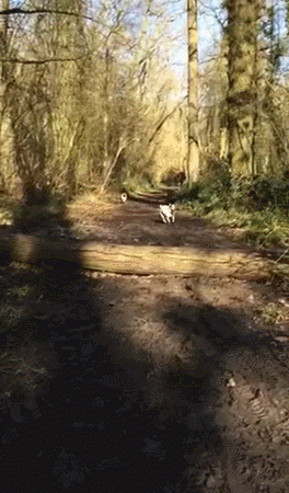 gifs 20 (5)